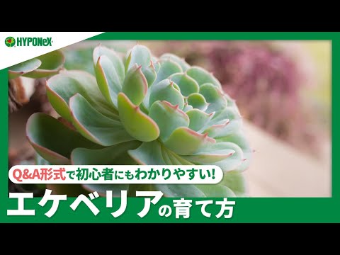 ベア・クラリスケについて詳しく解説