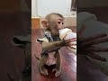 Good Morning Milk Time Trending Monkey Youtubeshorts Viralshorts Pets Funny Tiktok Cute Fy