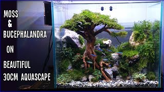 Design #01 | Tutorial Setting Aquascape 30cm Tema Pohon (Bersama MJB Aquatic)