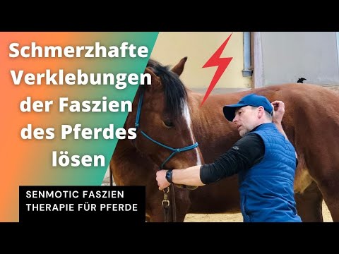 , title : '10 - Lösen schmerzhafter Verklebungen mit Faszien Therapie  -Faszien Therapie für Pferde'