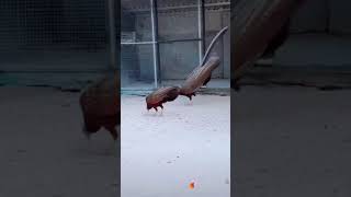 Download lagu (Rabim)Ne Güzel canlılar yaratmış mp3