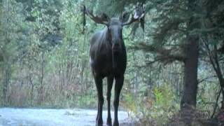 Alaska Moose Encounter, with Brooke Whipple