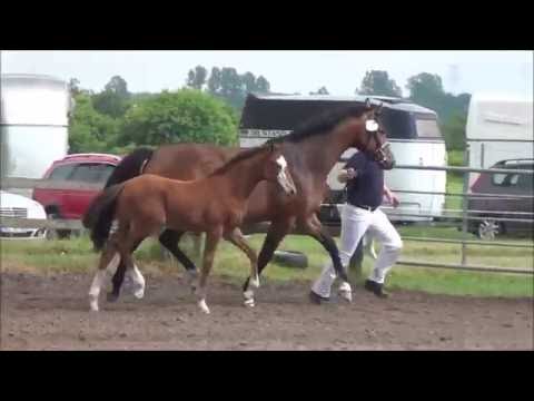 *2016 Stutfohlen von Coupe Gold / Lantino