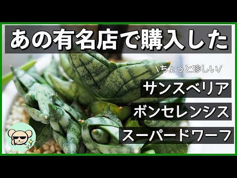 園芸 偽サバンナ・ピンパーネル、大輪リンダーニー、天使の涙、ブルーヌムラリア