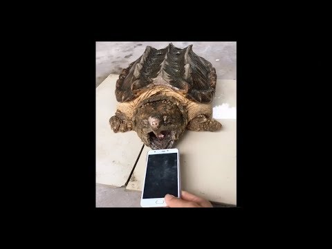 鱷龜 不好惹
