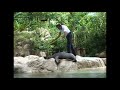 Fun with animals at Singapore Zoo - Sea lions