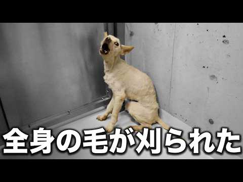鶏を食べる犬はどうすればいいのか、噛まれたときの対処法はどうすればいいのか