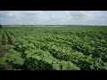 White Farmers Get Reprieve As Gov T Restores Their Farms