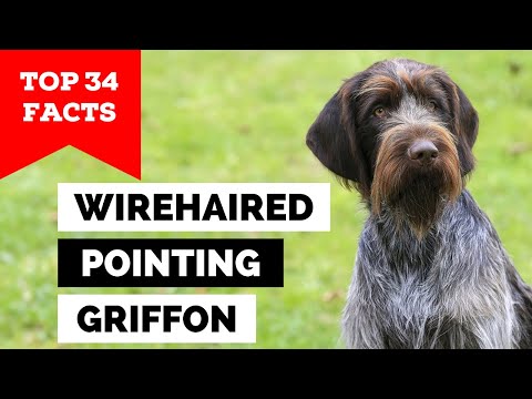 99% of Wirehaired Pointing Griffon Owners Don't Know This