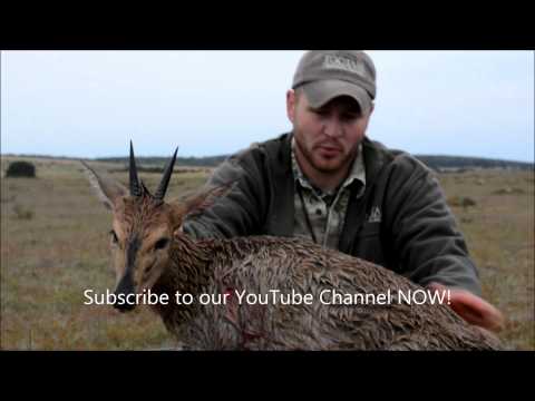 J Taylor* | Common Duiker | 2015