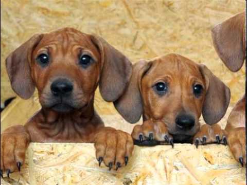 4 strings feat tina cousins - curious (sam g extended remix)