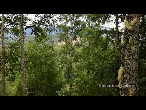 Curriñe Futrono Región de Los Ríos Chile 2 