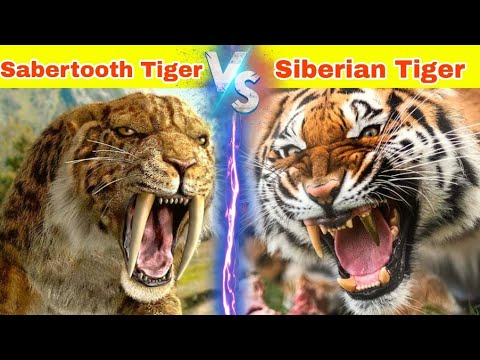 Siberian Tiger vs Sabertooth Tiger - Who is Stronger 🤔