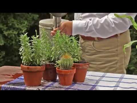 Gießkanne und Raumnot im Kreis Offenbach