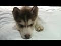 Playful Husky Puppy