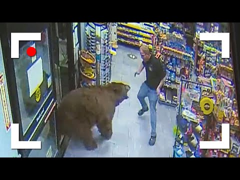 , title : 'Pertemuan Beruang Liar Tak Terduga Tertangkap Kamera!'