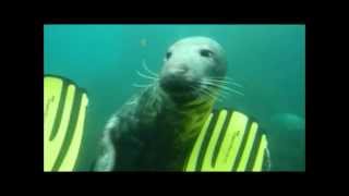 Isles of Scilly - Diving with a friendly seal