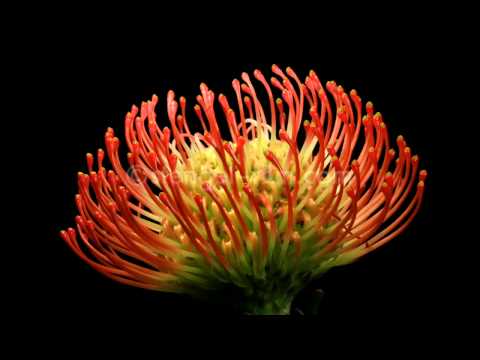 Protea Zeitraffer / Protea flower timelapse