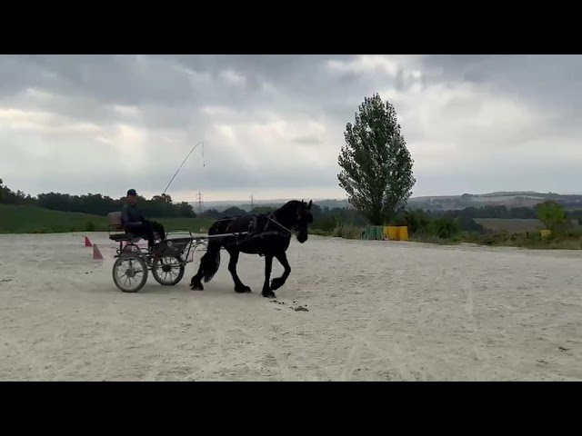 Yegua Fris&oacute;n En venta 2014 Negro