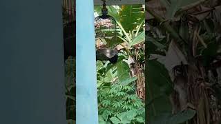 Download lagu tutorial memancing pleci dengan siulan #shorts #plecimania mp3