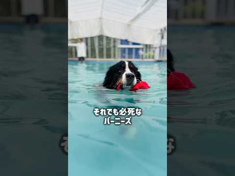 どの犬も泳ぎ方を知っていますか?
