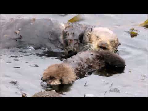 Chartreuse & Her Three Day Old Pup 7 19 22