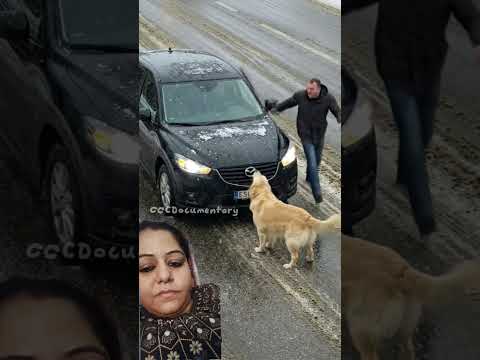 #kindhearted #dog #love #care for the #oldman 🥰☺️🥹❤️👍#kindness #videoshort