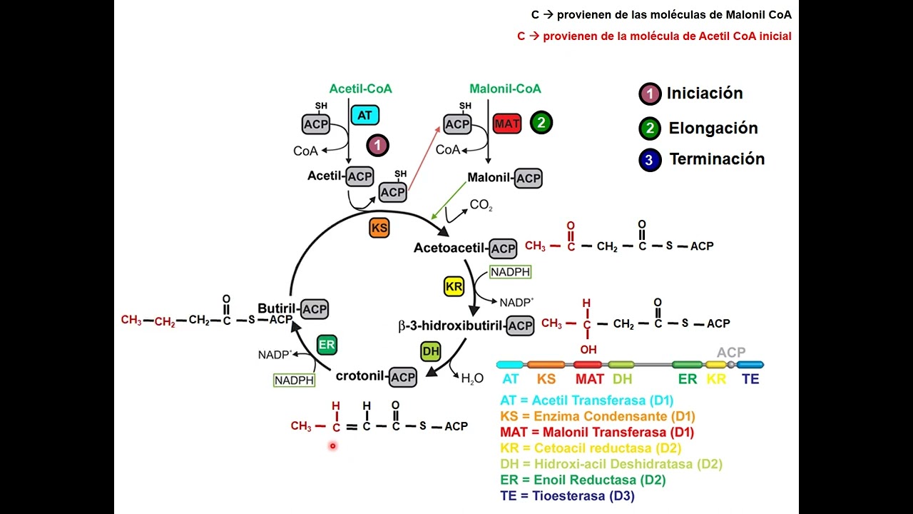 Seminario Lípidos 1.  Síntesis de ácidos grasos parte 2.