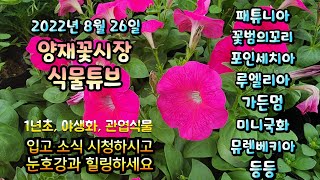 양재꽃시장 식물튜브 2022년 8월 26일 [뮤렌베키아, 킹벤자민, 익소라, 백합, 미니국화, 라임라이트, …