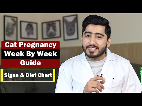 Cat Pregnancy Signs & Diet Chart | Signs Before Birth | Week By Week Guide || Vet Furqan Younas