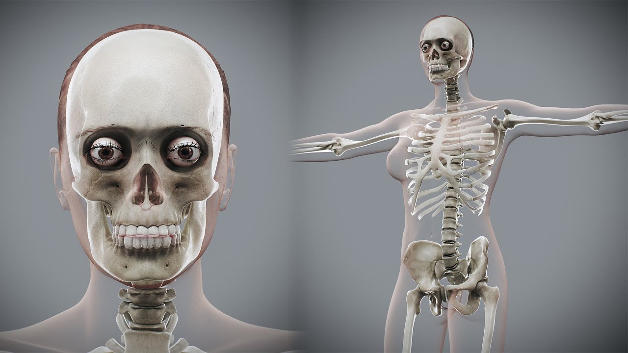 Anatomia Esquel&eacute;tica Feminina Humana Modelo 3D