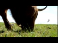 WAPWON COM Alex Free Stock Video Footage Cows Grazing 20