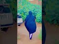 Niiko Garoob Futo Weyn Xxx Macan Badan Wasmo Somali Like Share And Subscribe Like