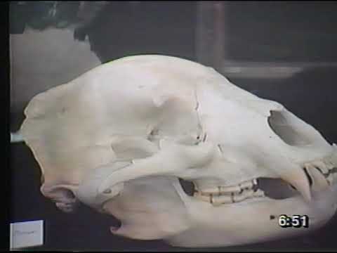 Tell Me Why, Vol 12 Pre Historic Animals, Reptiles and Amphibians