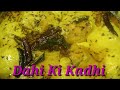 Dahi Ki Kadi Kadhi Pakora Hyderabadi Masala Jabeen S Recipe