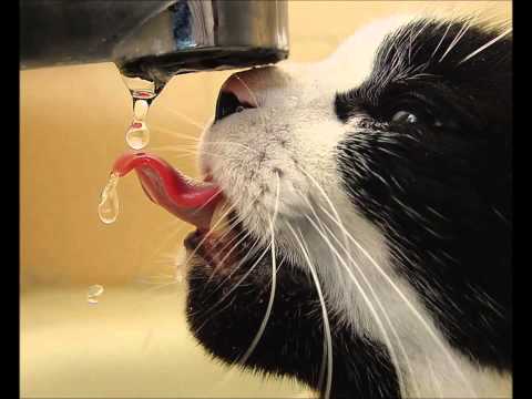 ONE WAY WIND  The cats     (Cover)