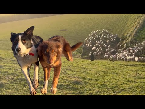 Brilliant sheepdog and five months border collie pup herding sheep in Scotland 
