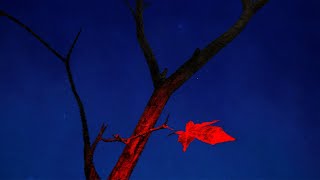 Video thumbnail image