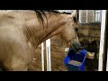 Mare Foaling Update 5 29 2021 Dottie