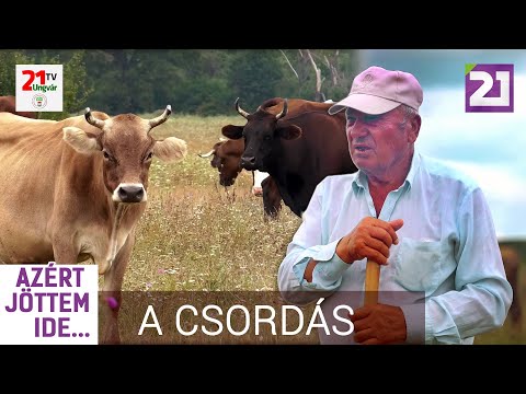 TV21 UNGVÁR. AZÉRT JÖTTEM IDE 44.ADÁS - A CSORDÁS (2020.08.23.)