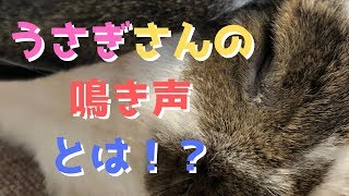 [メル]うさぎの鳴き声ってどんなの？