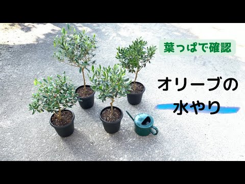 鉢植えのオリーブの木はどのくらいの温度に耐えられますか