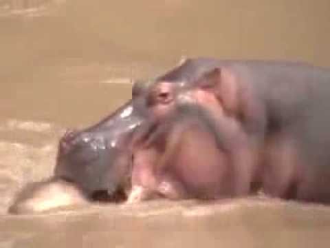 Crocodile Vs Hippo 2014