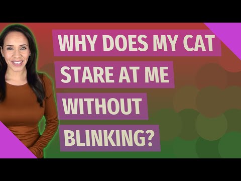 Why does my cat stare at me without blinking?