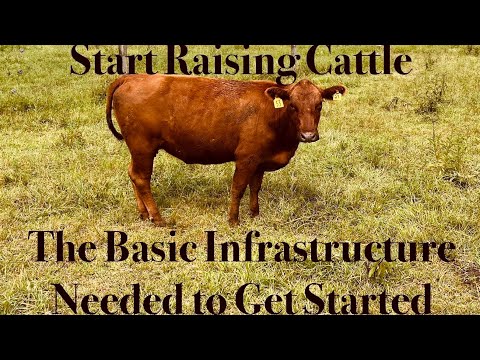 Start Raising Cattle, Basic Infrastructure Needed to Start
