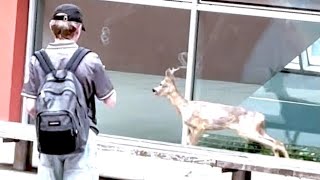 Il capriolo corre nel cortile della scuola durante la ricreazione: gli studenti lo riprendono con...