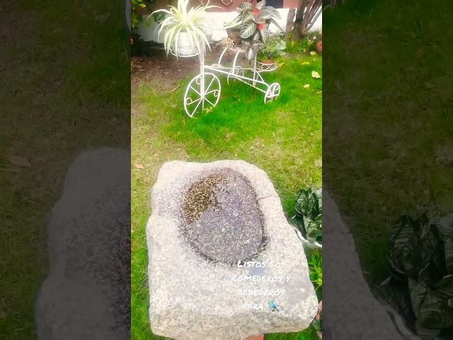 Vídeo relacionado con The Quiet Ofreciendo Una Escultura De Alimentación De Pájaros Integrada En Un Árbol, Escultura De Comederos De Pájaros Divertidos, Decoración De Cara De Árbol para Decoración Jardín, 15 Cm