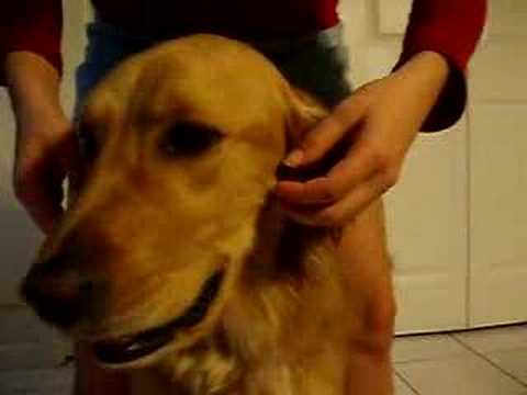 Kitty the Dog: Making Faces Vol. 1