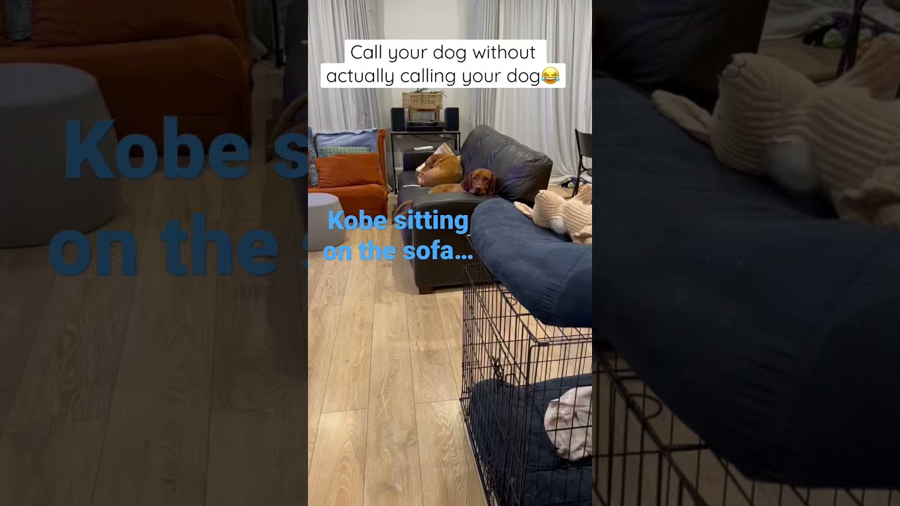 Watch video Look at what our Vizsla does when he hears this.😂 Now Look at what our Vizsla does when he hears this.😂