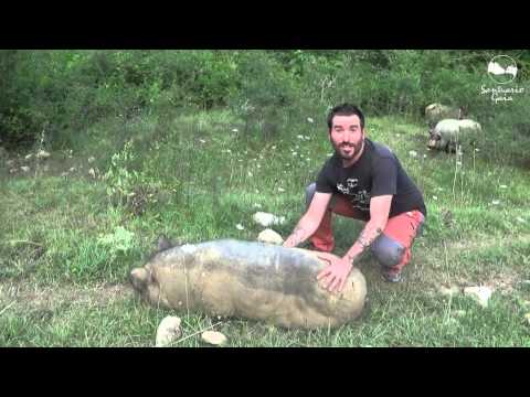 , title : '¿Cómo se hace para tumbar a un cerdo?'